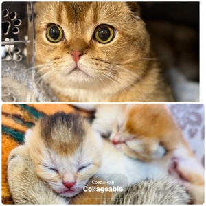 Котята золотой шиншиллы поинт