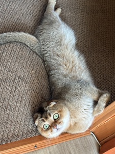 Котята золотой шиншиллы поинт