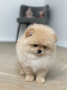 Цуценя померанський шпіц хлопчик