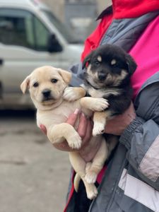 цуценя Аза