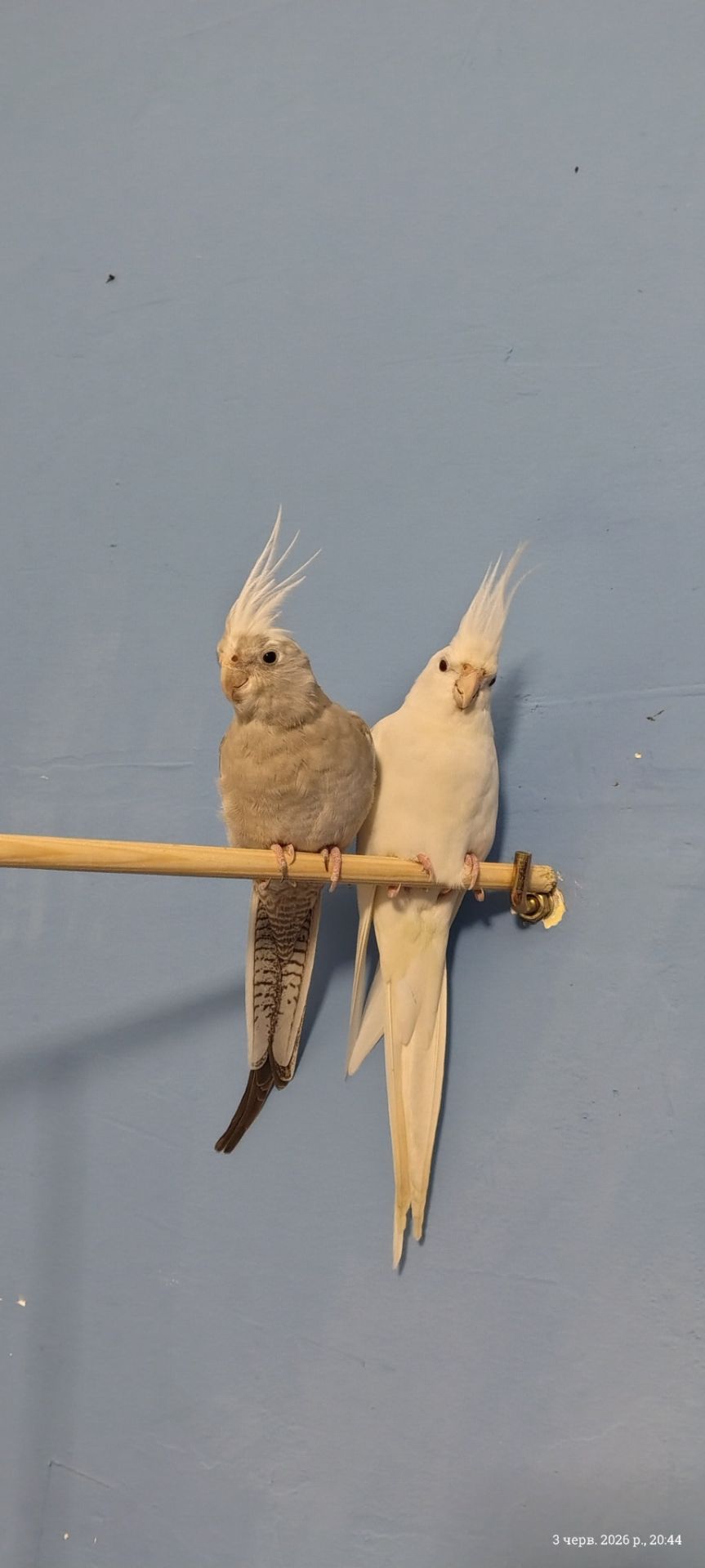 Продам двох корелл з кліткою 🦜