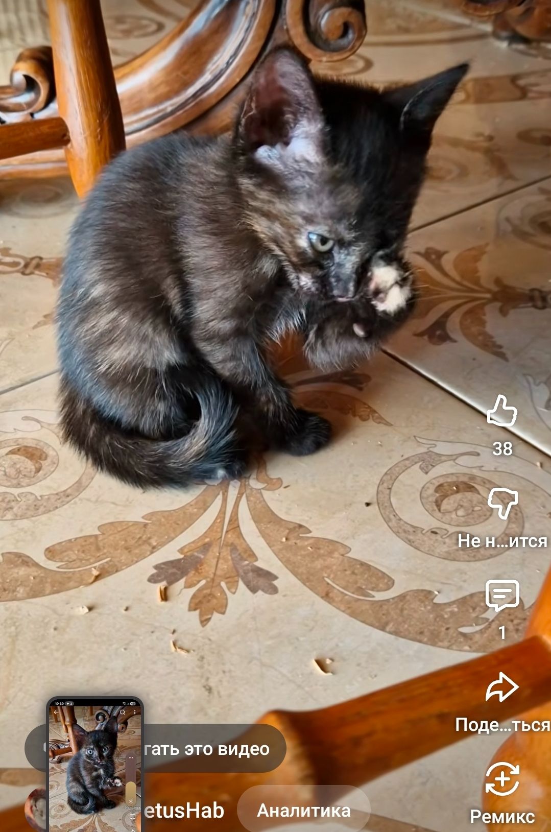 Сьомикольорова Кото-принцеса