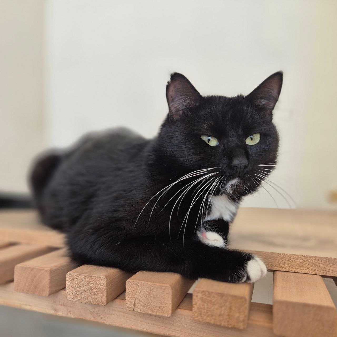 Котик у добрі руки