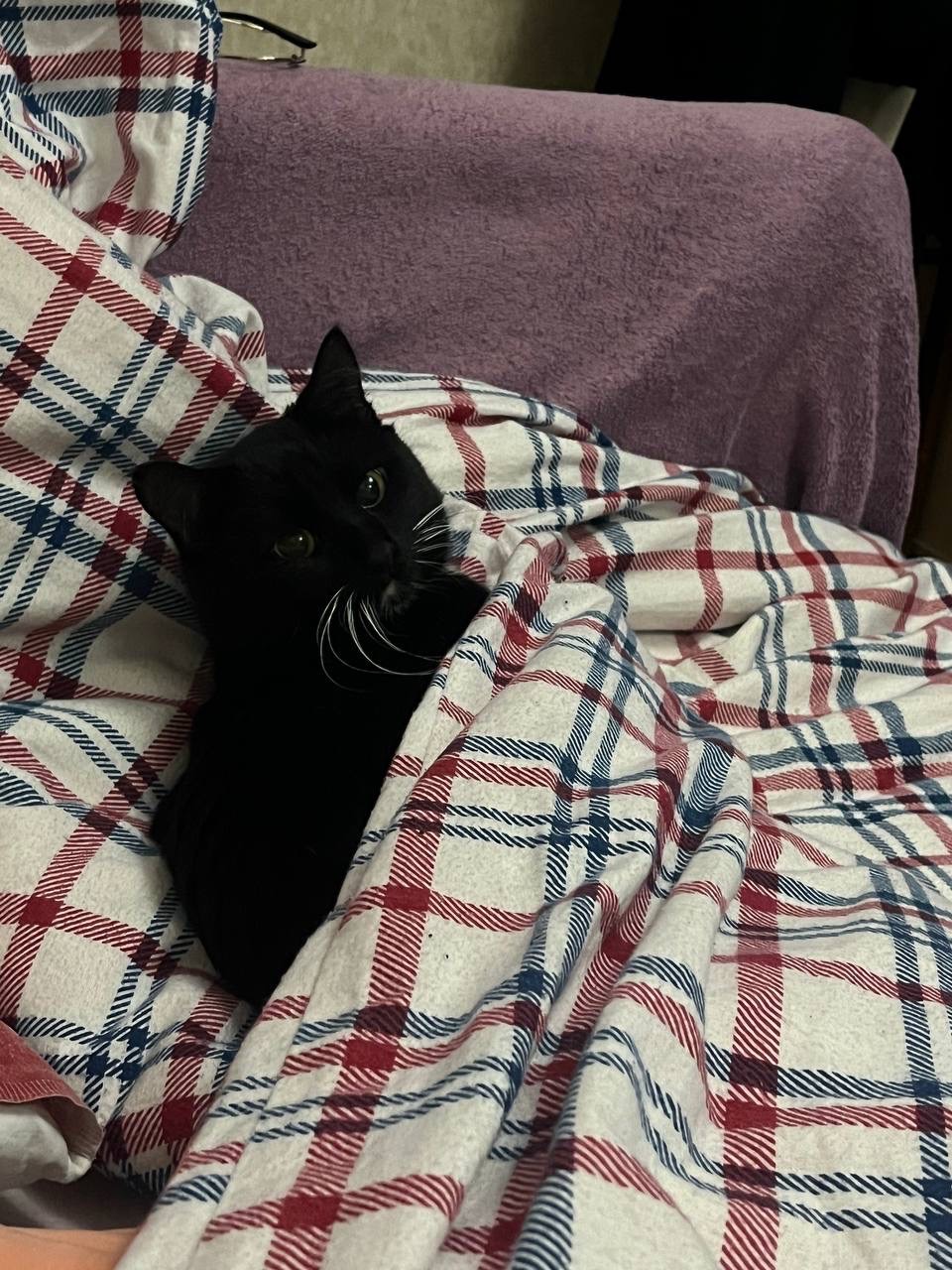Котик у добрі руки