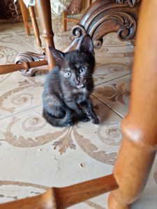 Сьомикольорова Кото-принцеса