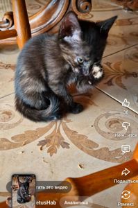 Сьомикольорова Кото-принцеса