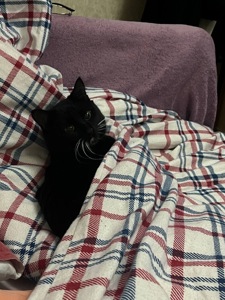 Котик у добрі руки
