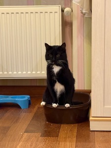 Котик у добрі руки