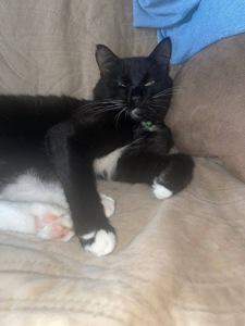 Котик у добрі руки