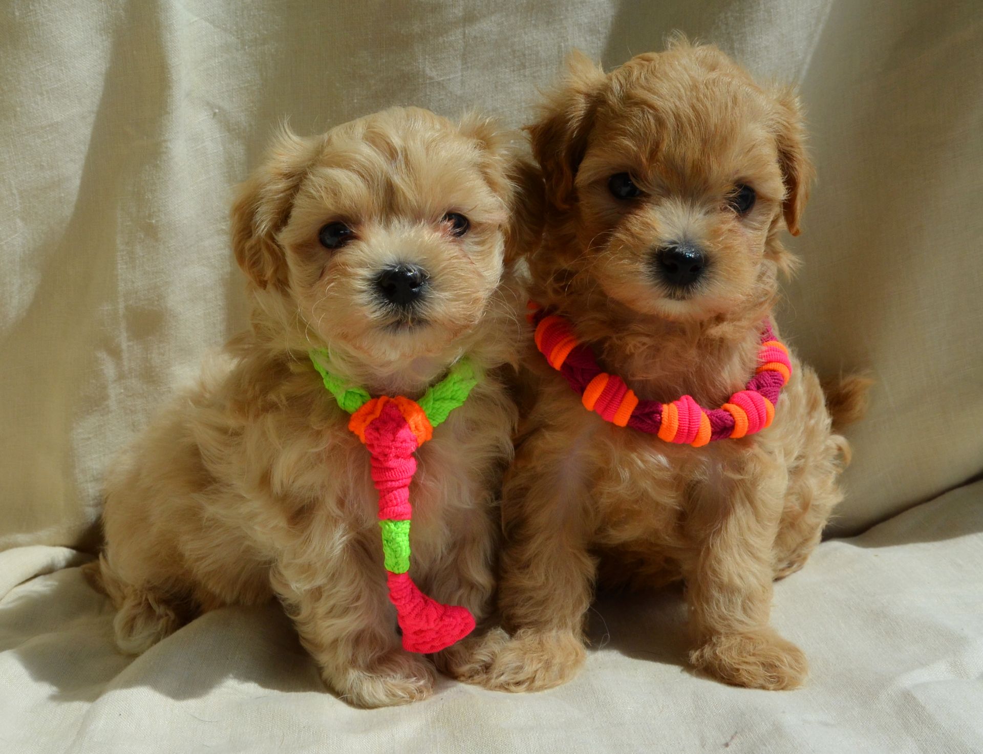 МальтіпуF1 MaltipooF1 цуценята1,5міс puppies 1.5 months Ukraine, Kyiv. Worldwide delivery