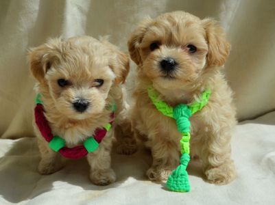 МальтіпуF1 MaltipooF1 цуценята1,5міс puppies 1.5 months Ukraine, Kyiv. Worldwide delivery