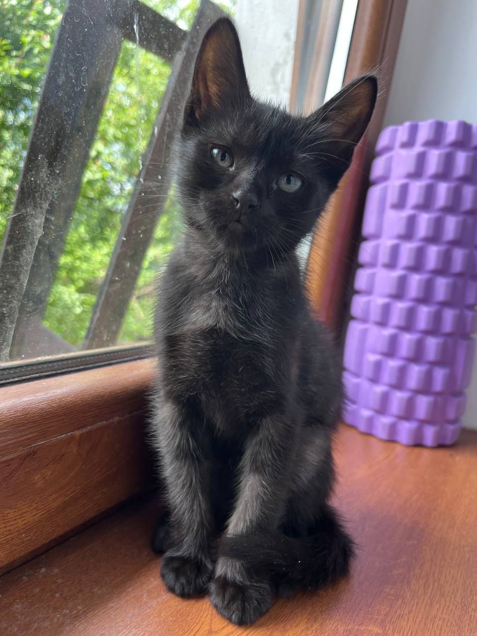 Чорний лагідний котик