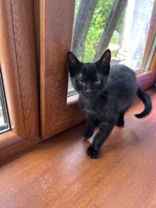 Чорний лагідний котик