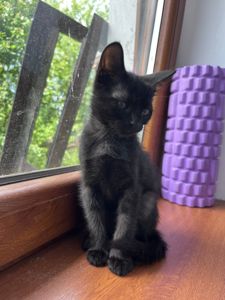 Чорний лагідний котик