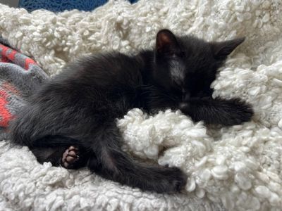 Чорний лагідний котик