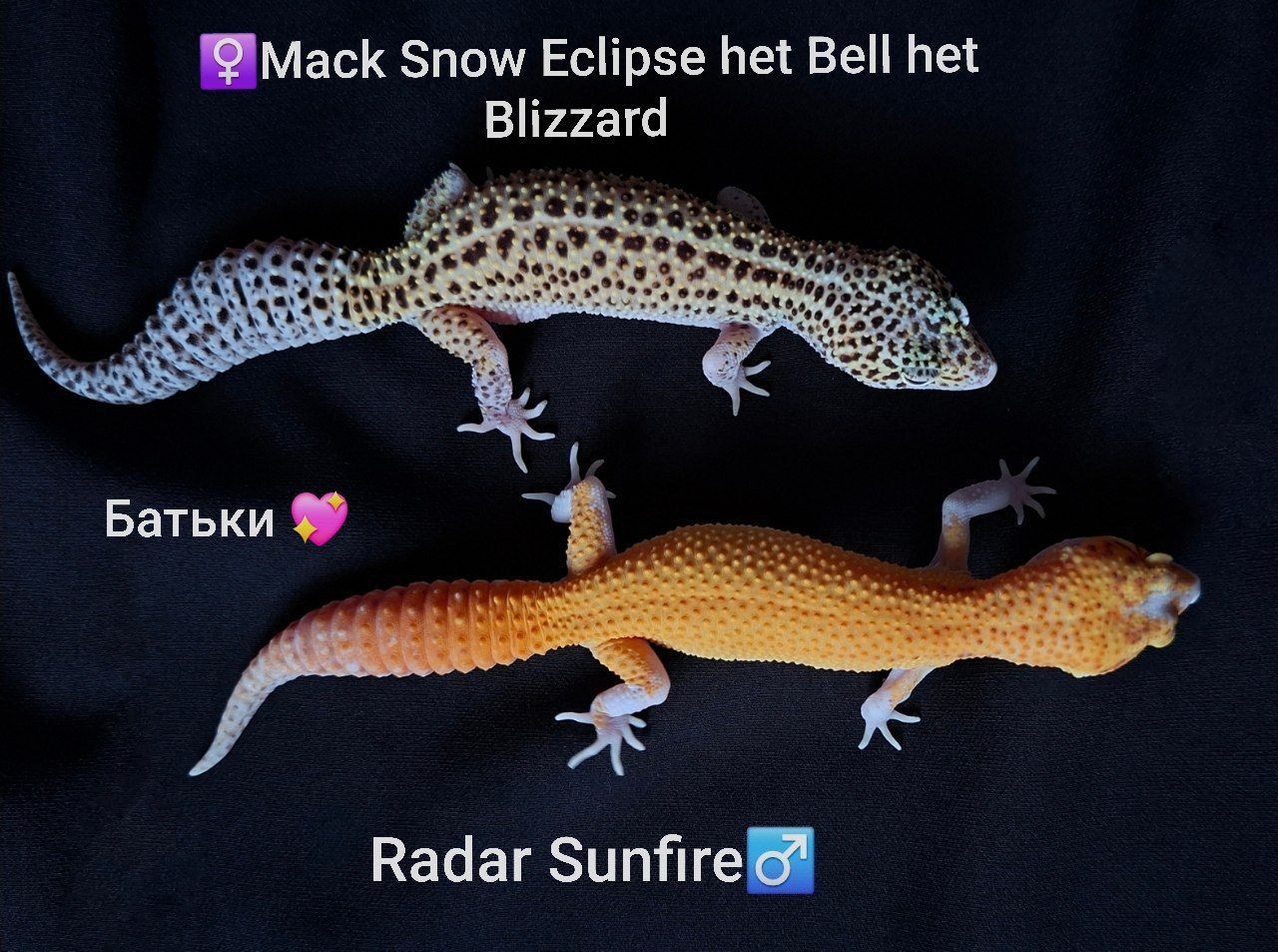 Малюк еублефара