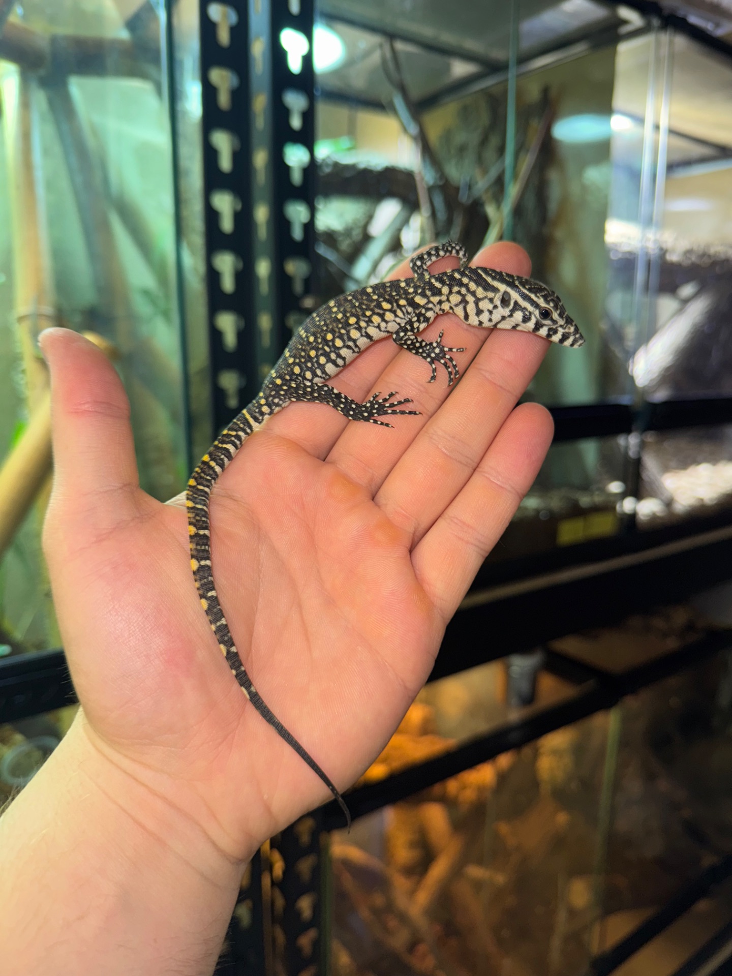 Нільський варан (Varanus niloticus)