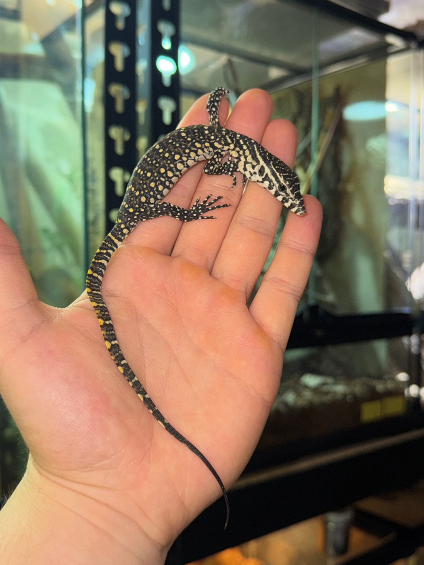 Нільський варан (Varanus niloticus)