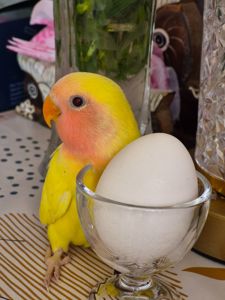 Нерозлучник рожевощокий