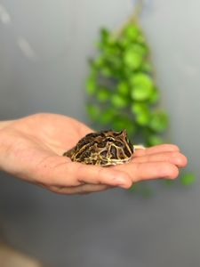 декоративна лягушка рогатка украшена, сухопутна рогатка