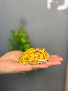 декоративна лягушка рогатка украшена, сухопутна рогатка