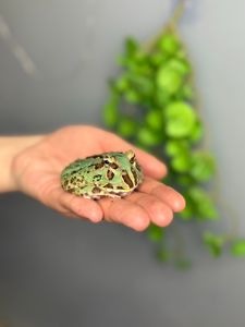 декоративна лягушка рогатка украшена, сухопутна рогатка
