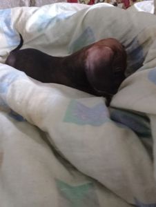 Цуценя такси 1 малчки