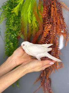 Белый попугай Калита Монах, Белый квакер, ручные птенцы
