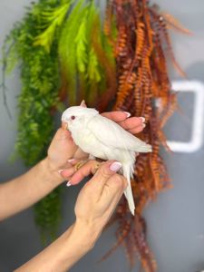 Белый попугай Калита Монах, Белый квакер, ручные птенцы