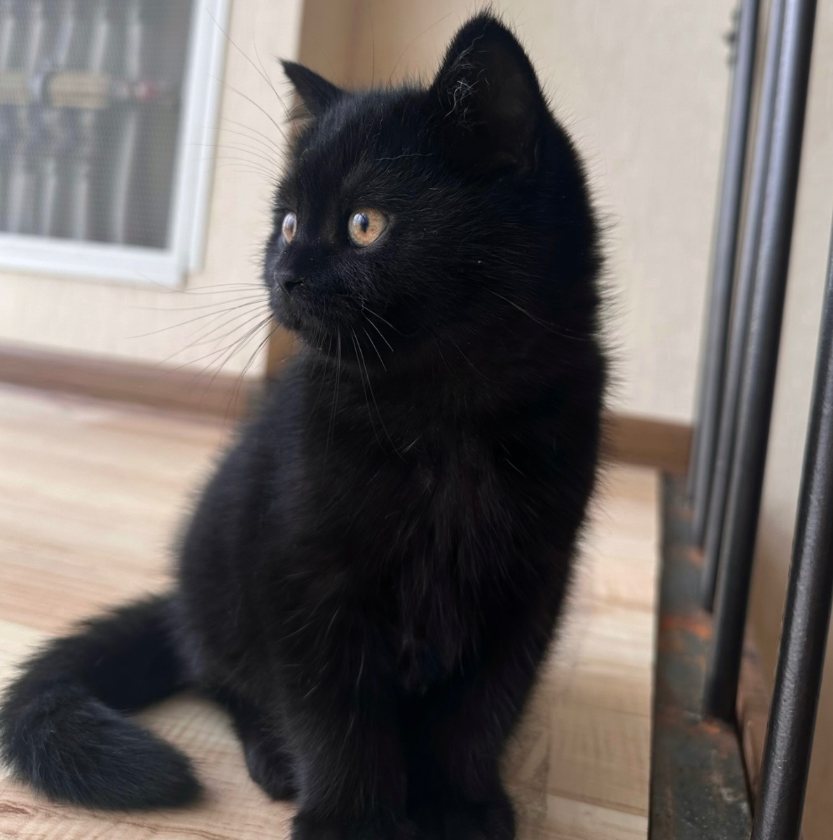Кошеня шотландська шиншила