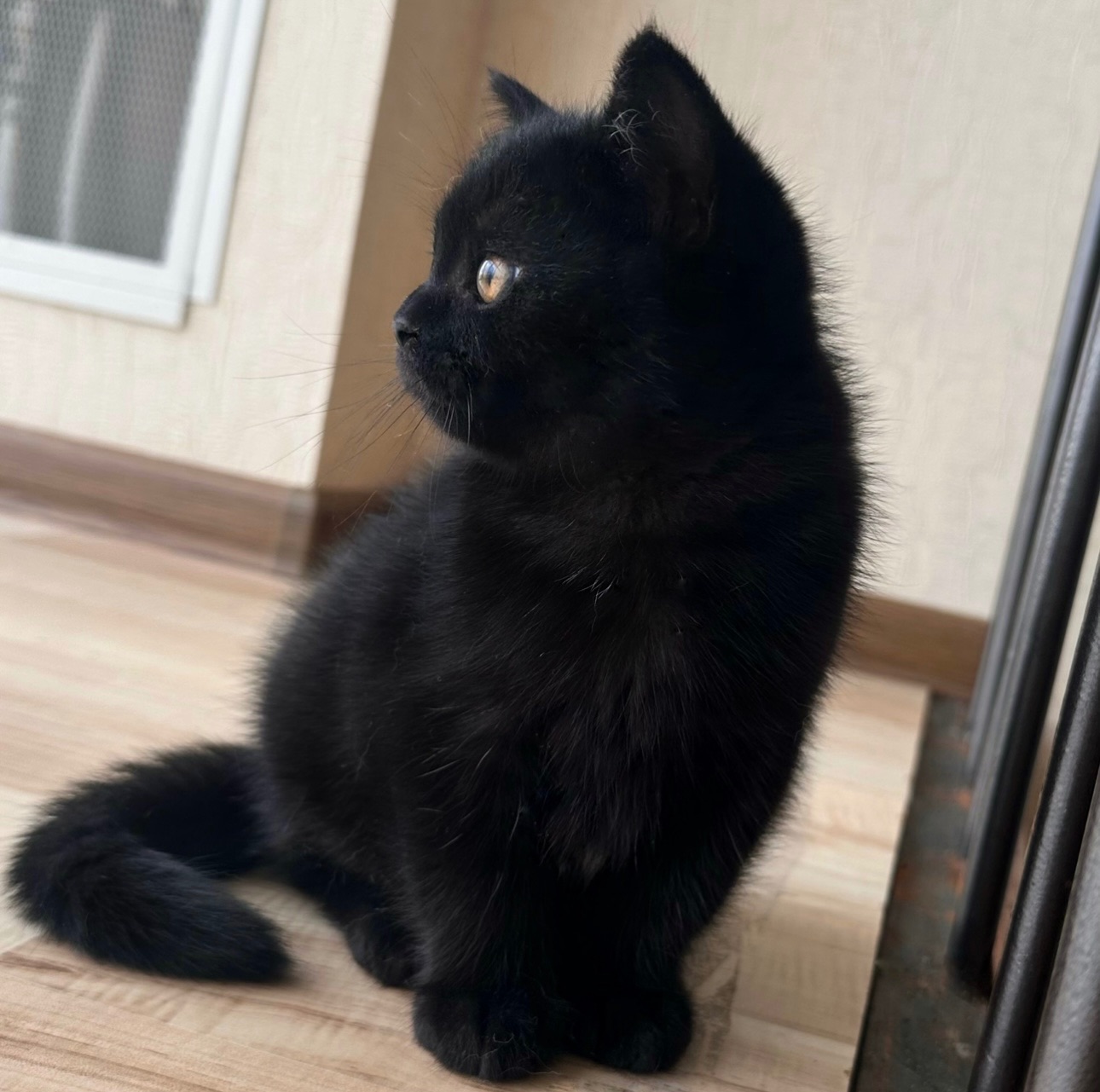 Кошеня шотландська шиншила