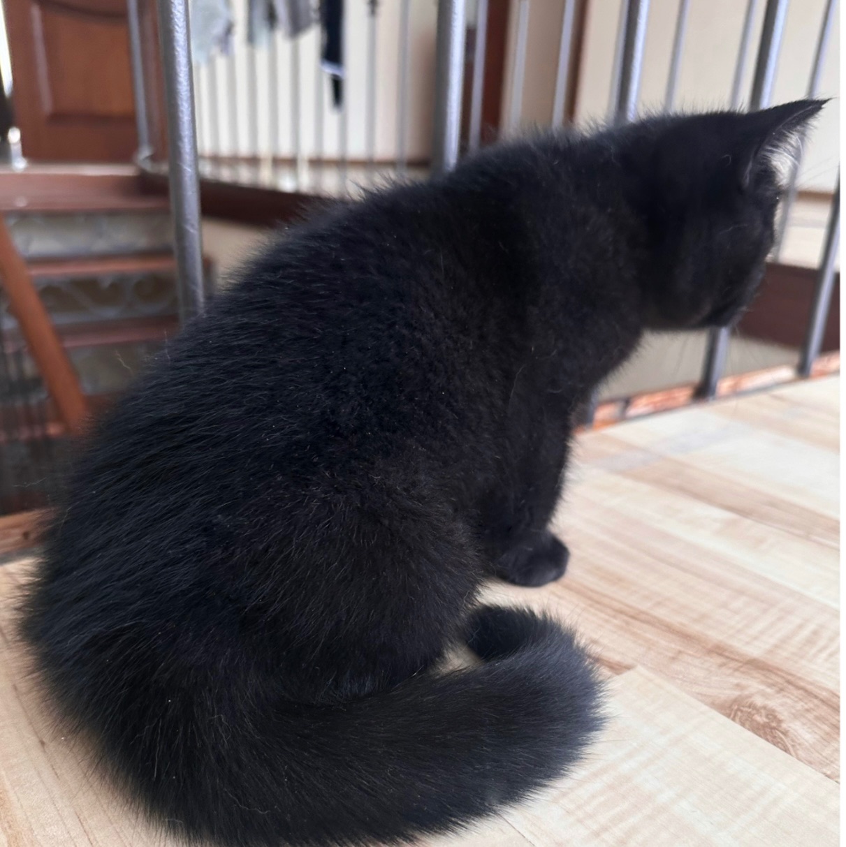 Кошеня шотландська шиншила