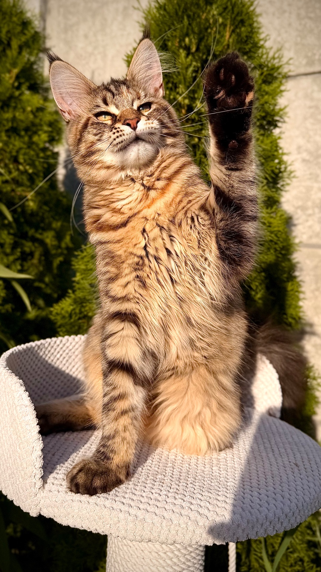 Елітне кошеня мейн-кун Fiona