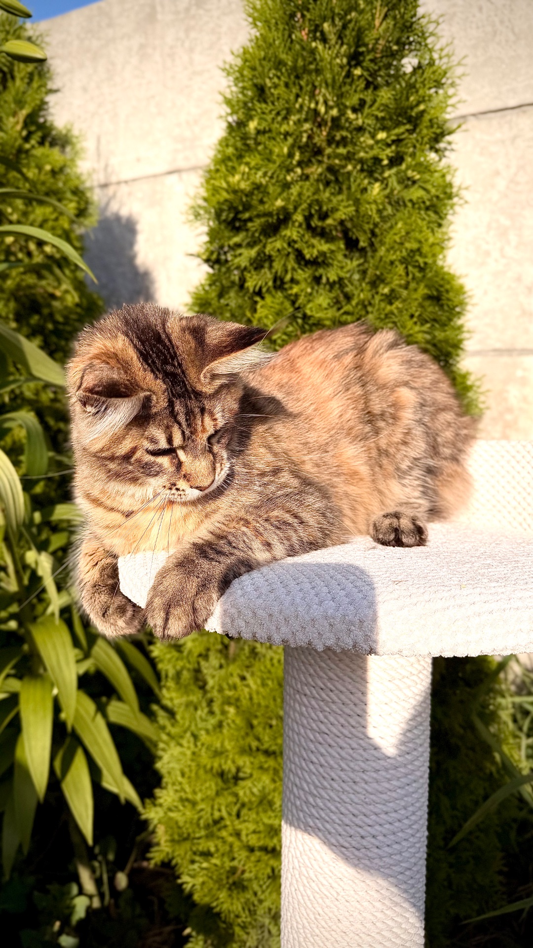 Елітне кошеня мейн-кун Fiona
