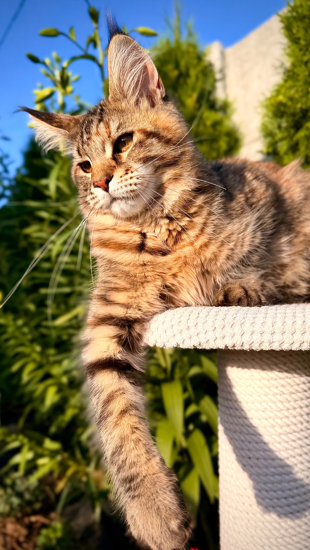 Елітне кошеня мейн-кун Fiona