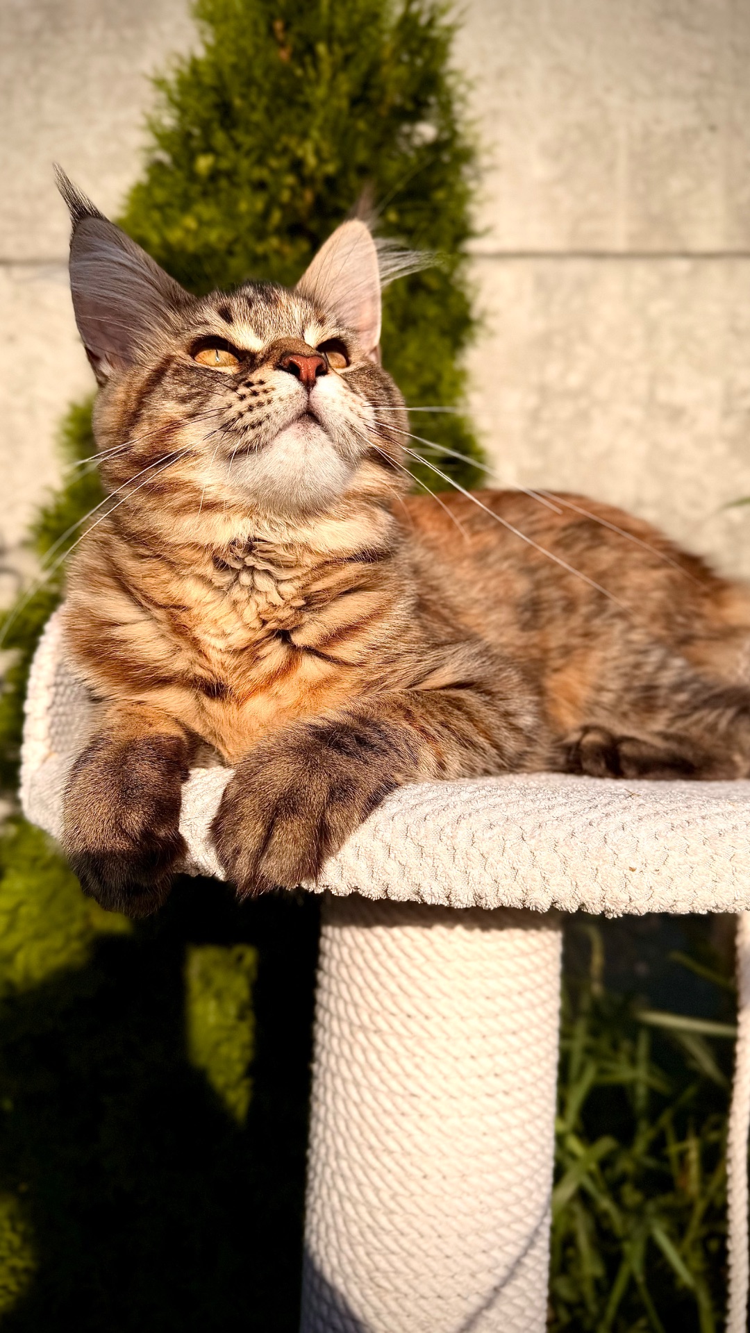 Елітне кошеня мейн-кун Fiona