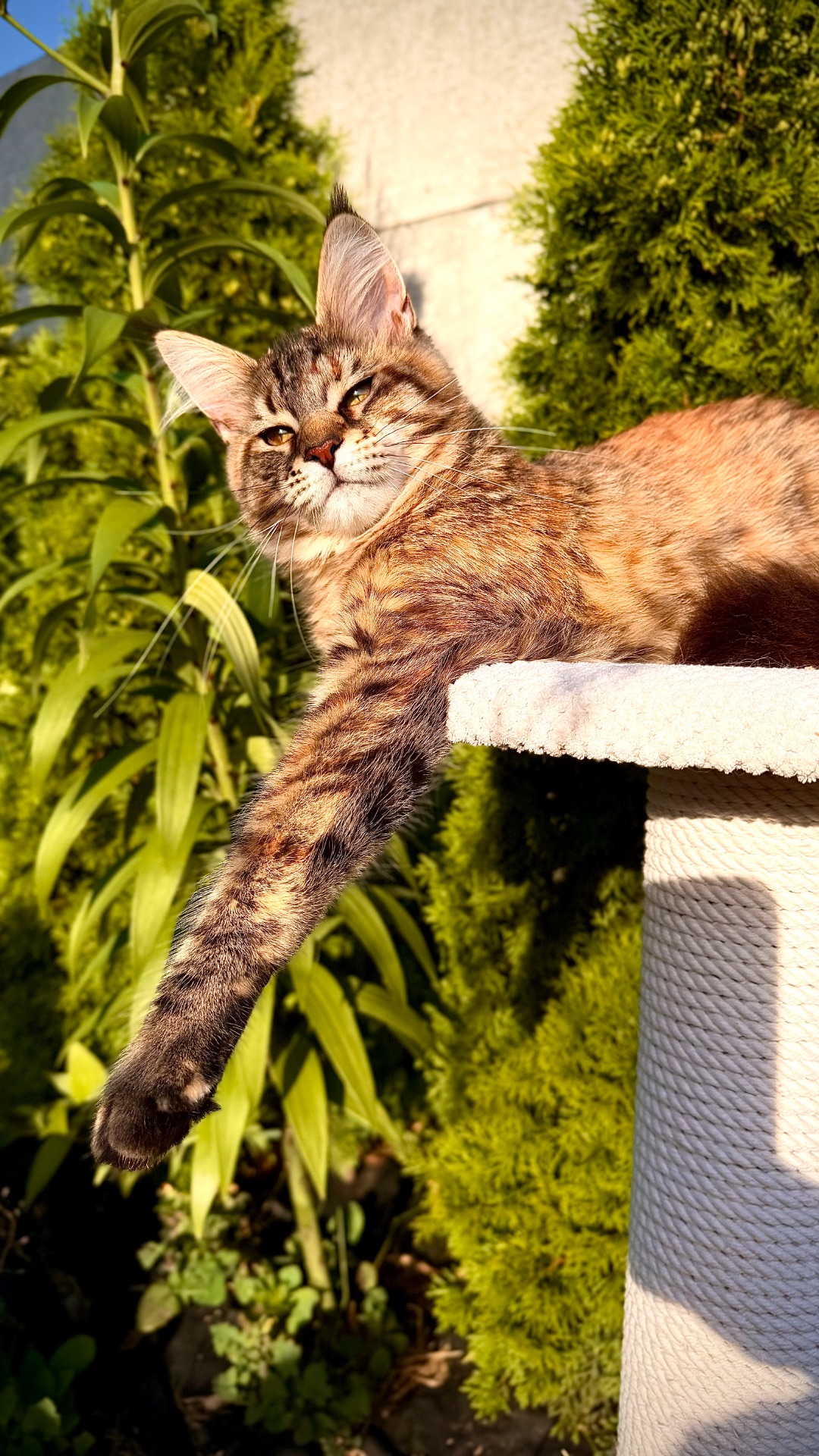 Елітне кошеня мейн-кун Fiona