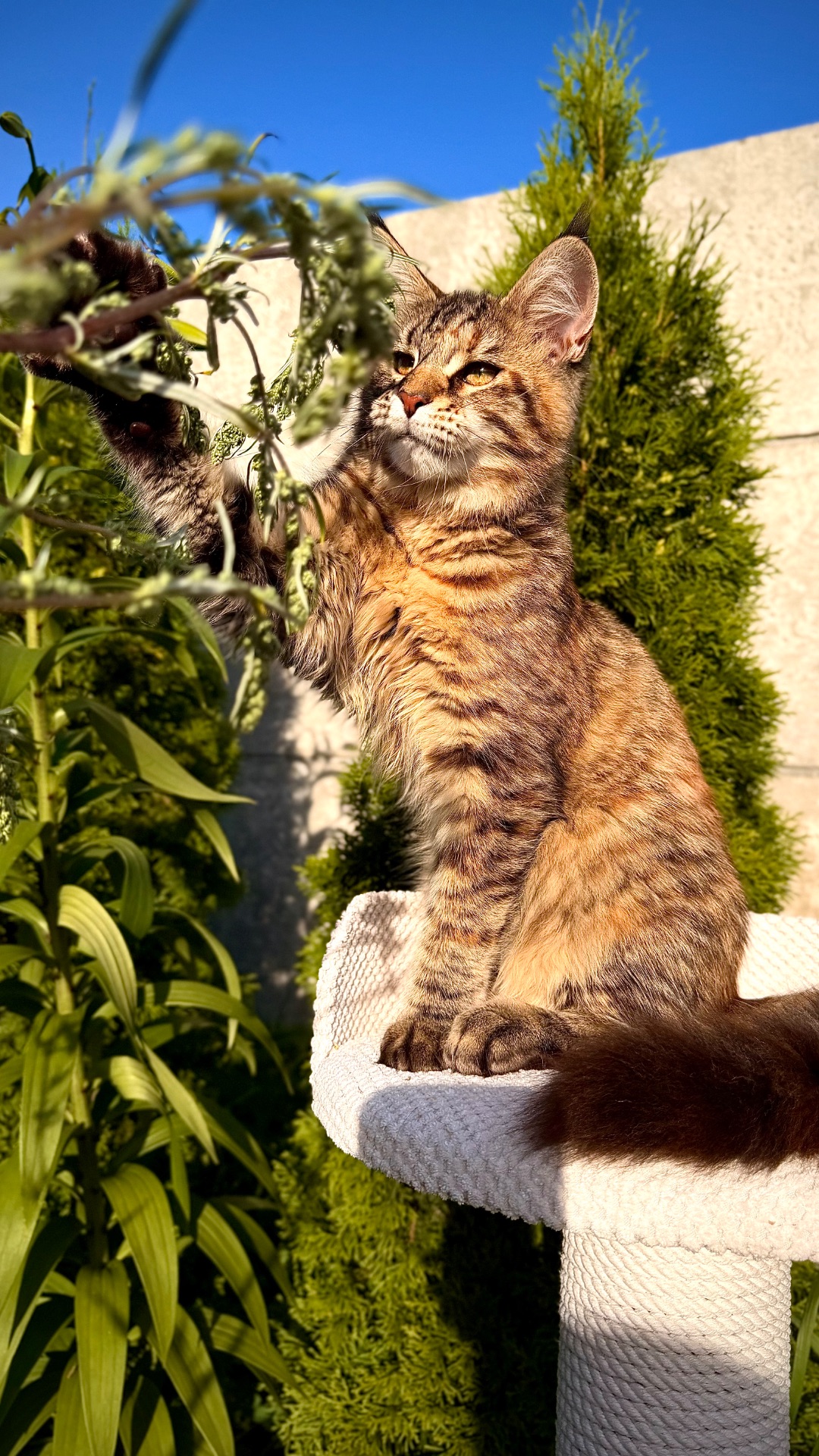 Елітне кошеня мейн-кун Fiona