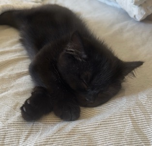 Кошеня шотландська шиншила