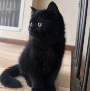 Кошеня шотландська шиншила