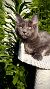 Чарівна дівчинка мейн-кун Gerda (Герда) Casa de Gato