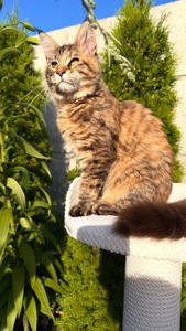 Елітне кошеня мейн-кун Fiona
