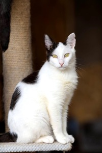 Кошеня Тако