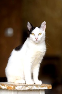 Кошеня Тако