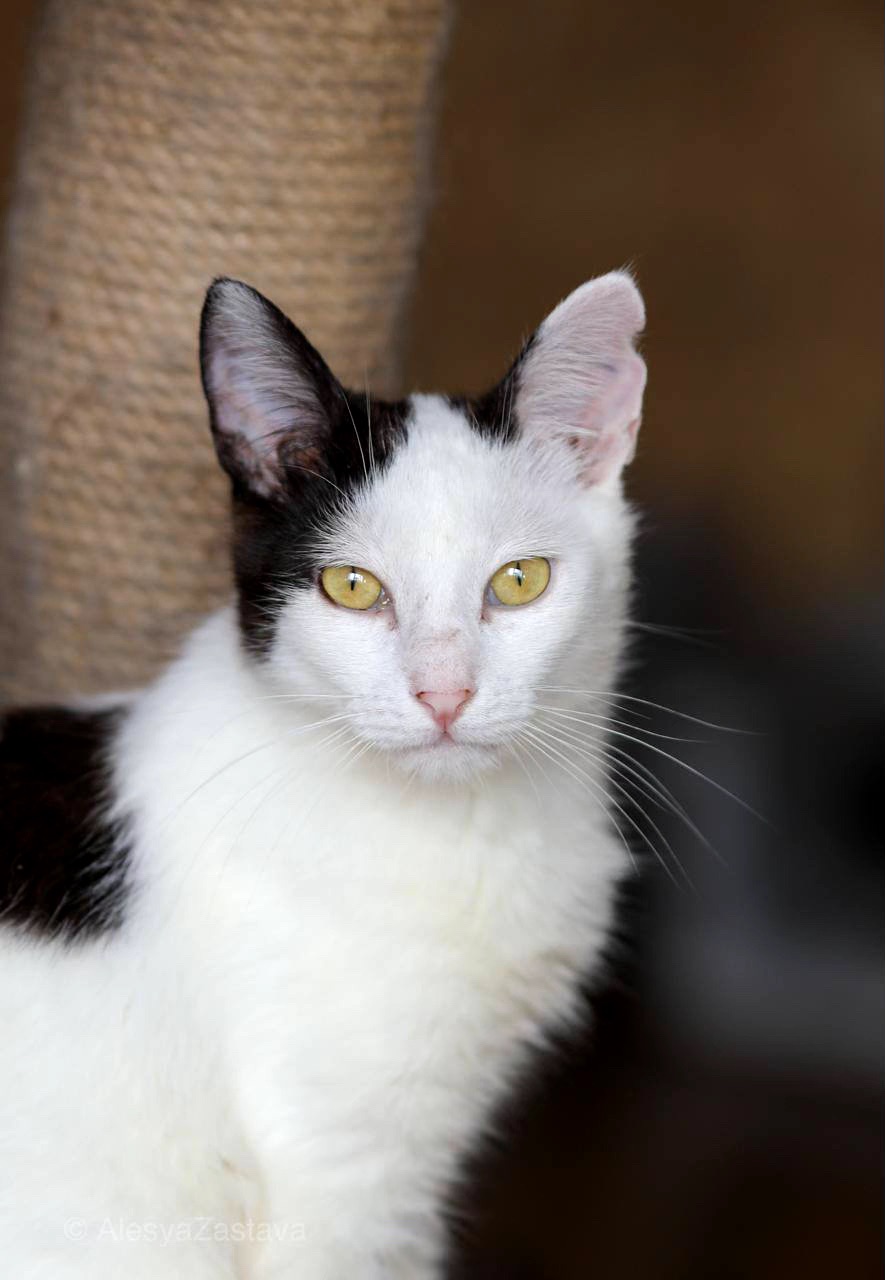 Кошеня Тако