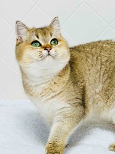 Британська золота шиншилла