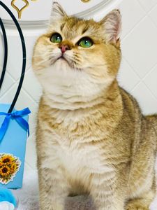 Британська золота шиншилла