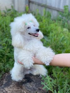 Оскар ищет семью