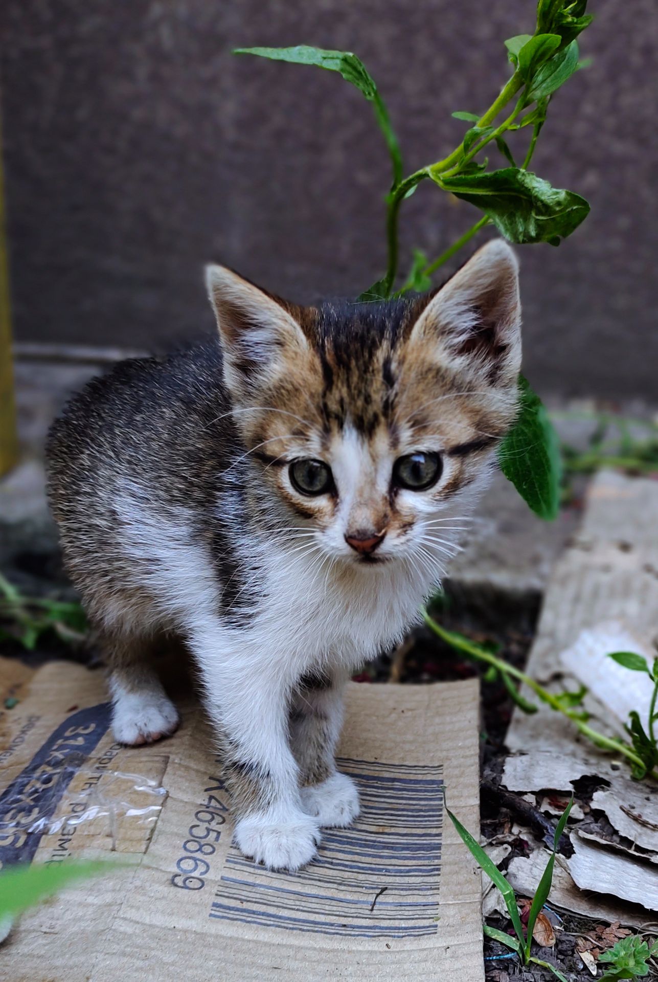 Котенята кошенята чорний кіт безкоштовно Козятин