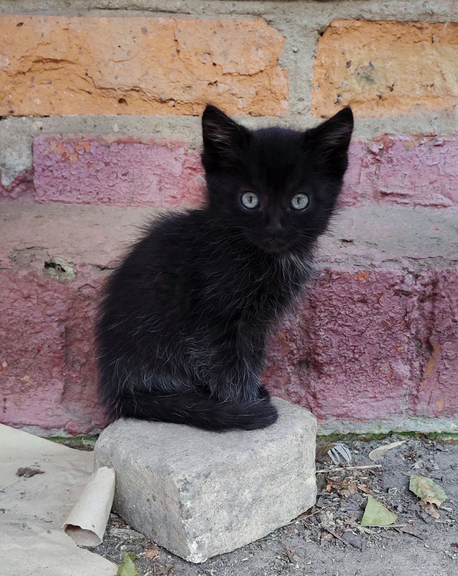 Котенята кошенята чорний кіт безкоштовно Козятин